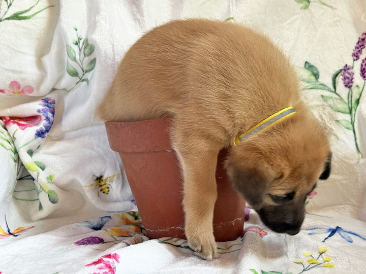 chinook puppy